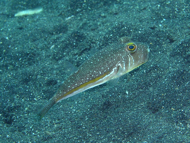 Torquigener hypselogeneion